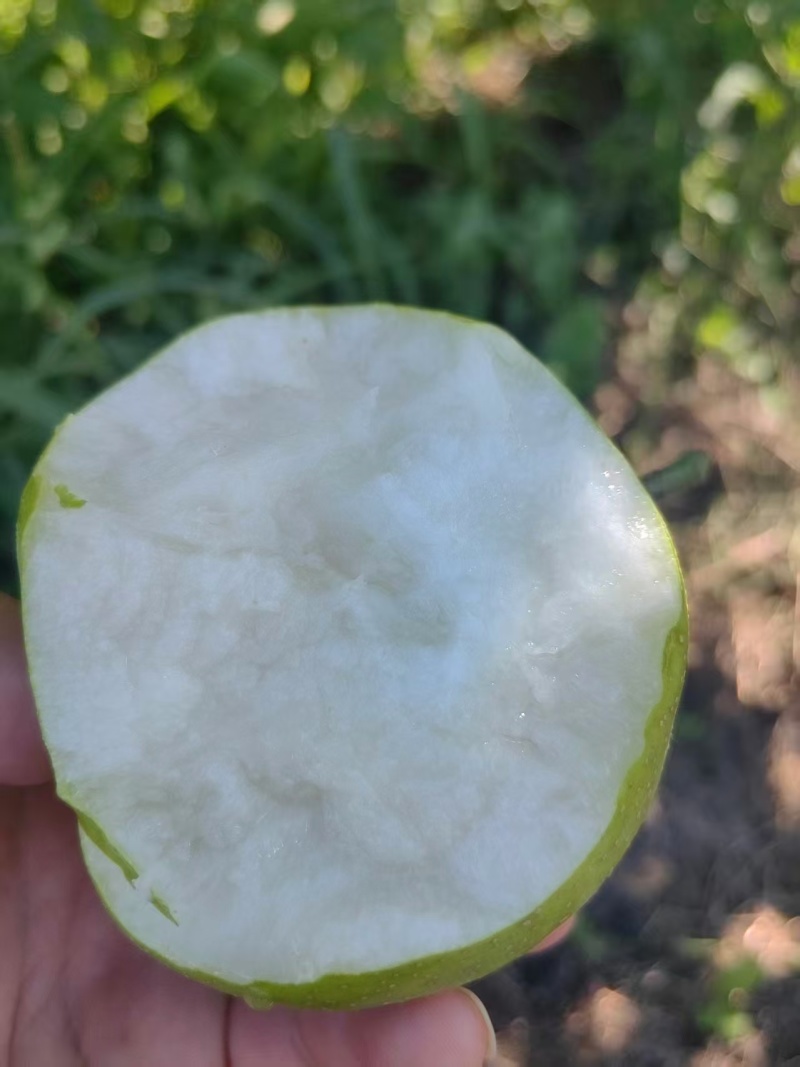 襄阳精品翠冠梨梨大小都有按需求分拣打包现场挑货满意为止接电商