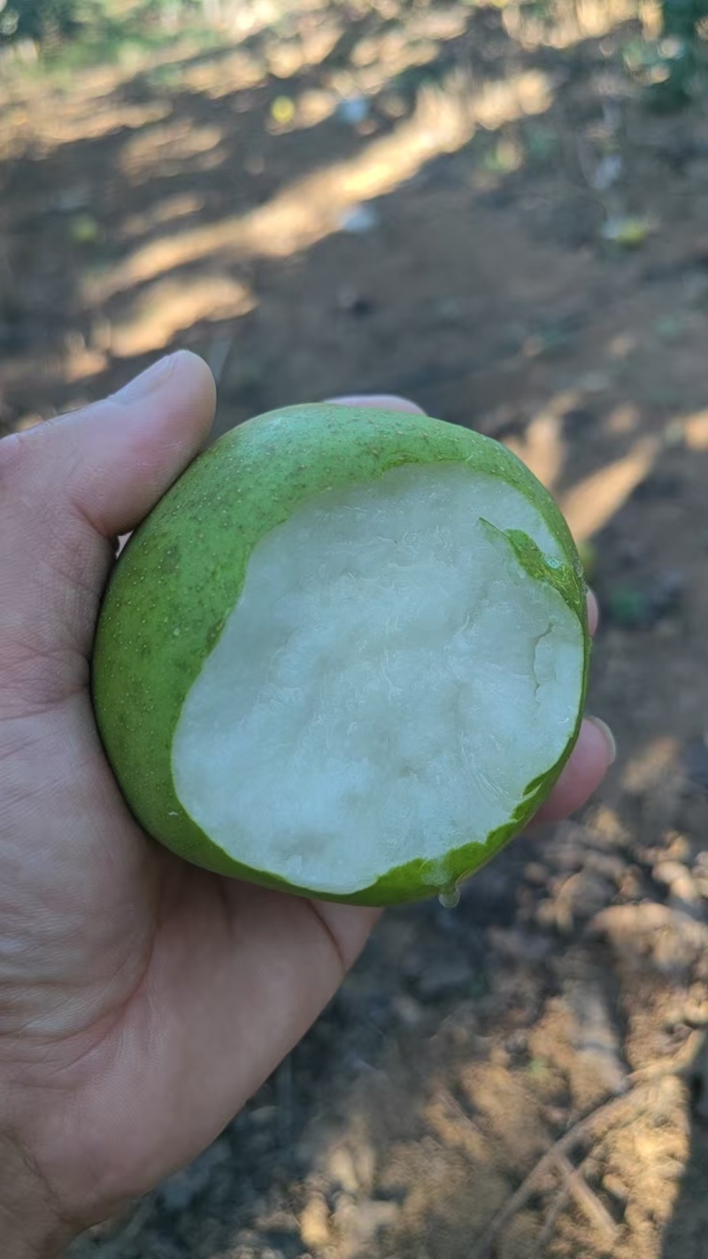 襄阳精品翠冠梨梨大小都有按需求分拣打包现场挑货满意为止接电商