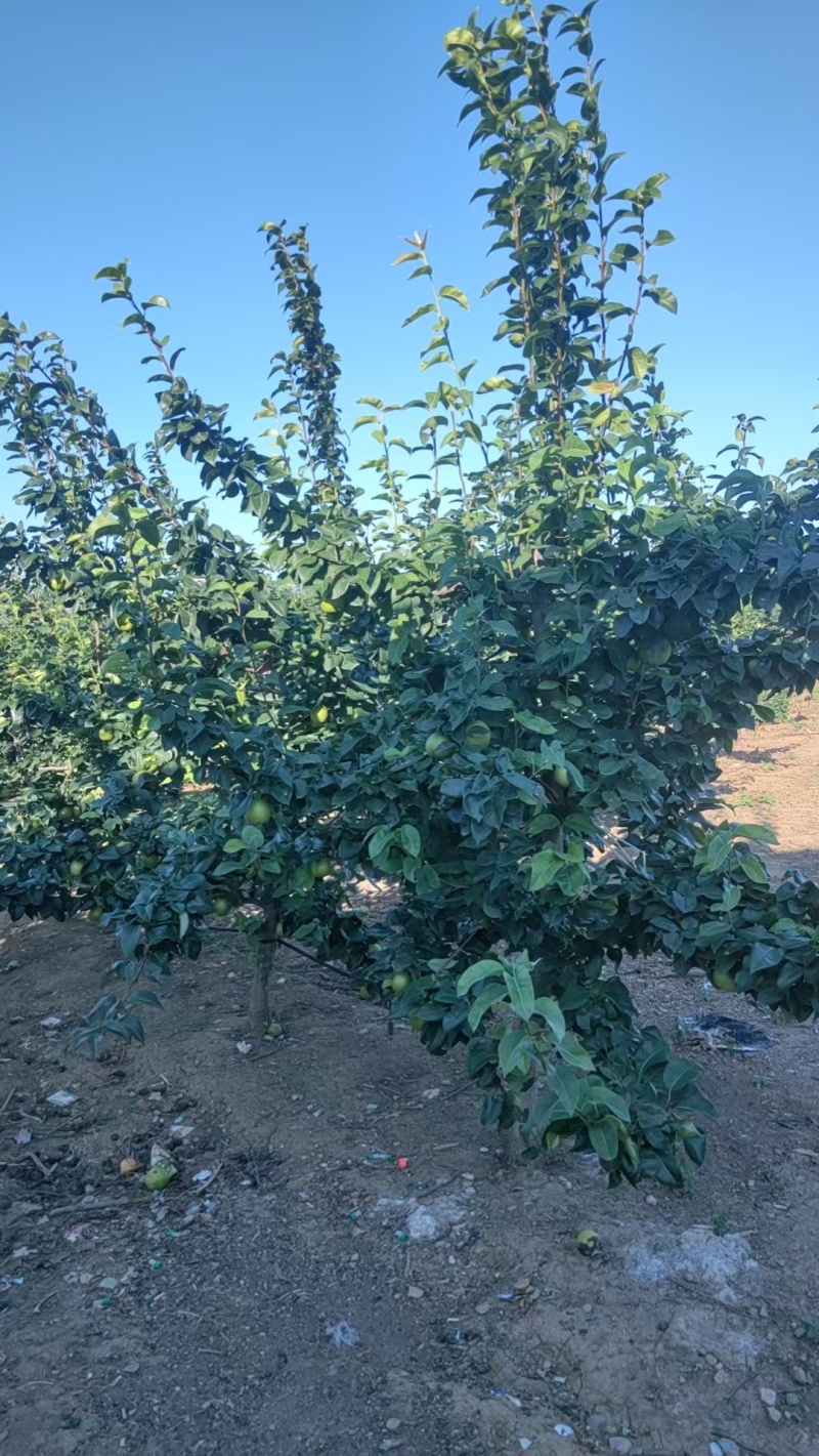 襄阳精品翠冠梨梨大小都有按需求分拣打包现场挑货满意为止接电商