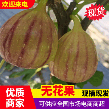 广东精品无花果一件起批省内包邮外省买家自理品质保证