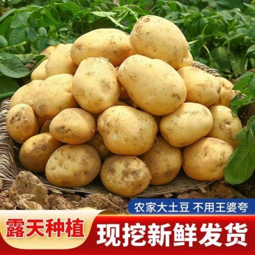 黄心土豆大量上市马铃薯产地直发规格齐全欢迎订购