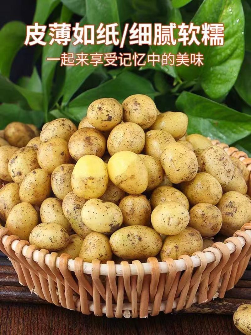 黄心土豆大量上市马铃薯产地直发规格齐全欢迎订购