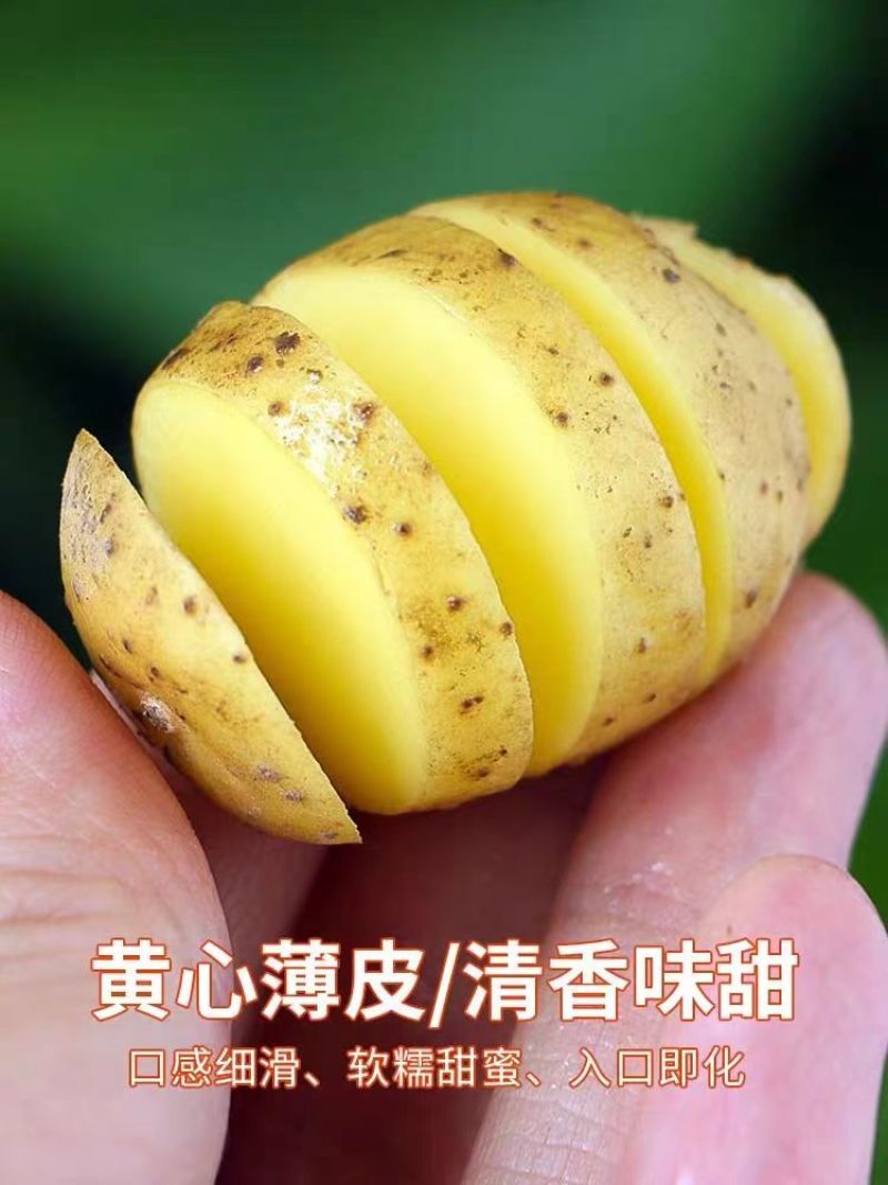黄心土豆大量上市马铃薯产地直发规格齐全欢迎订购