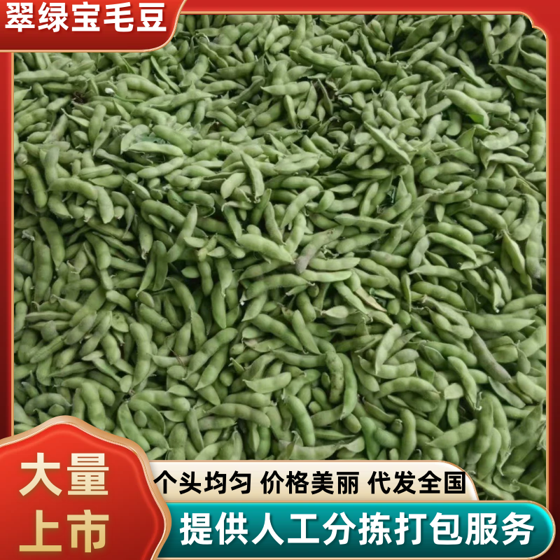 【源头直采】安徽翠绿宝毛豆颗粒饱满基地直供欢迎来电咨询