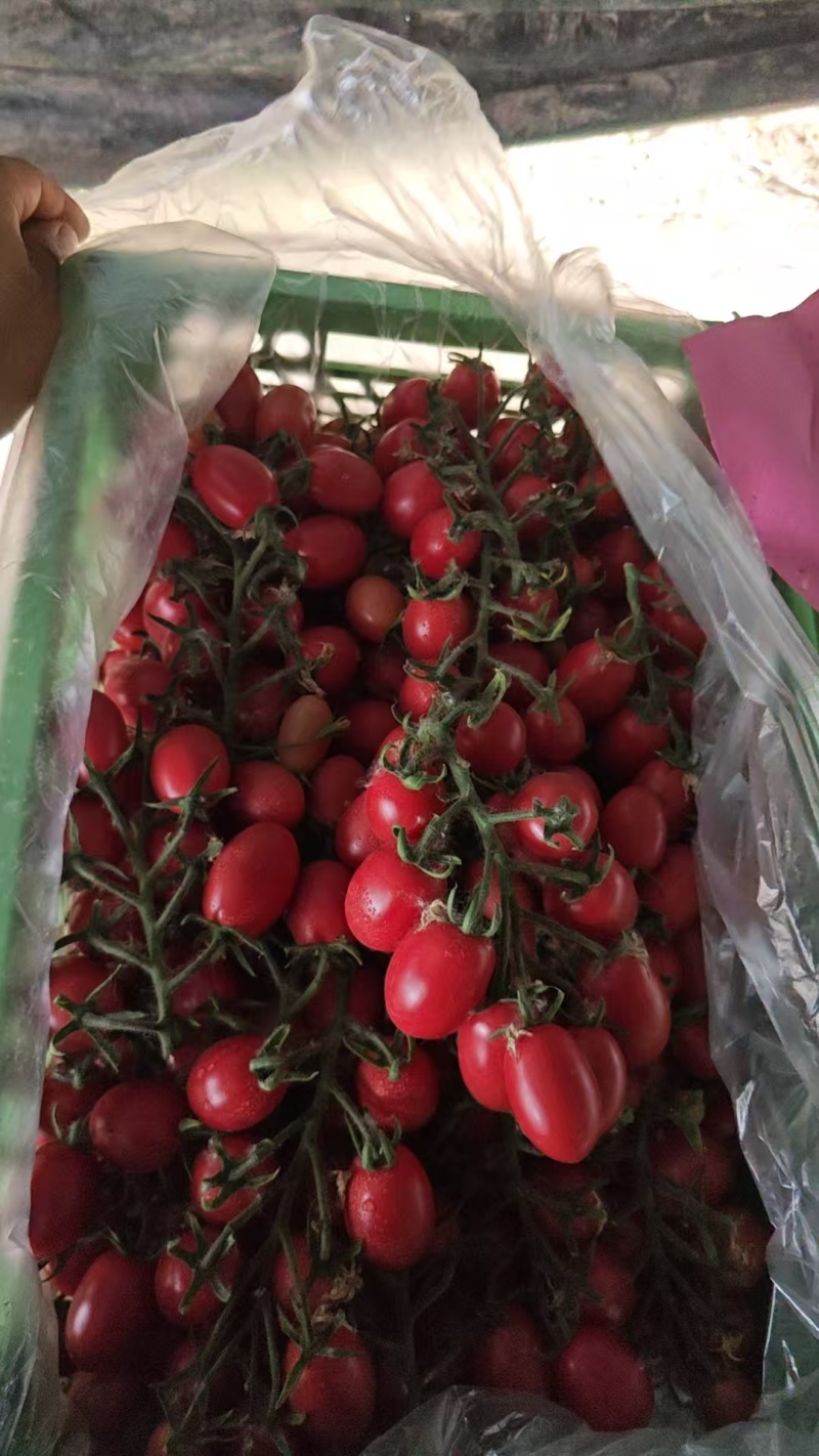 圣女果内蒙古产区直发保质保量供货规格品种齐全