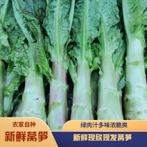莴笋]红叶香莴苣湖北莴苣原产地发货欢迎来电采购