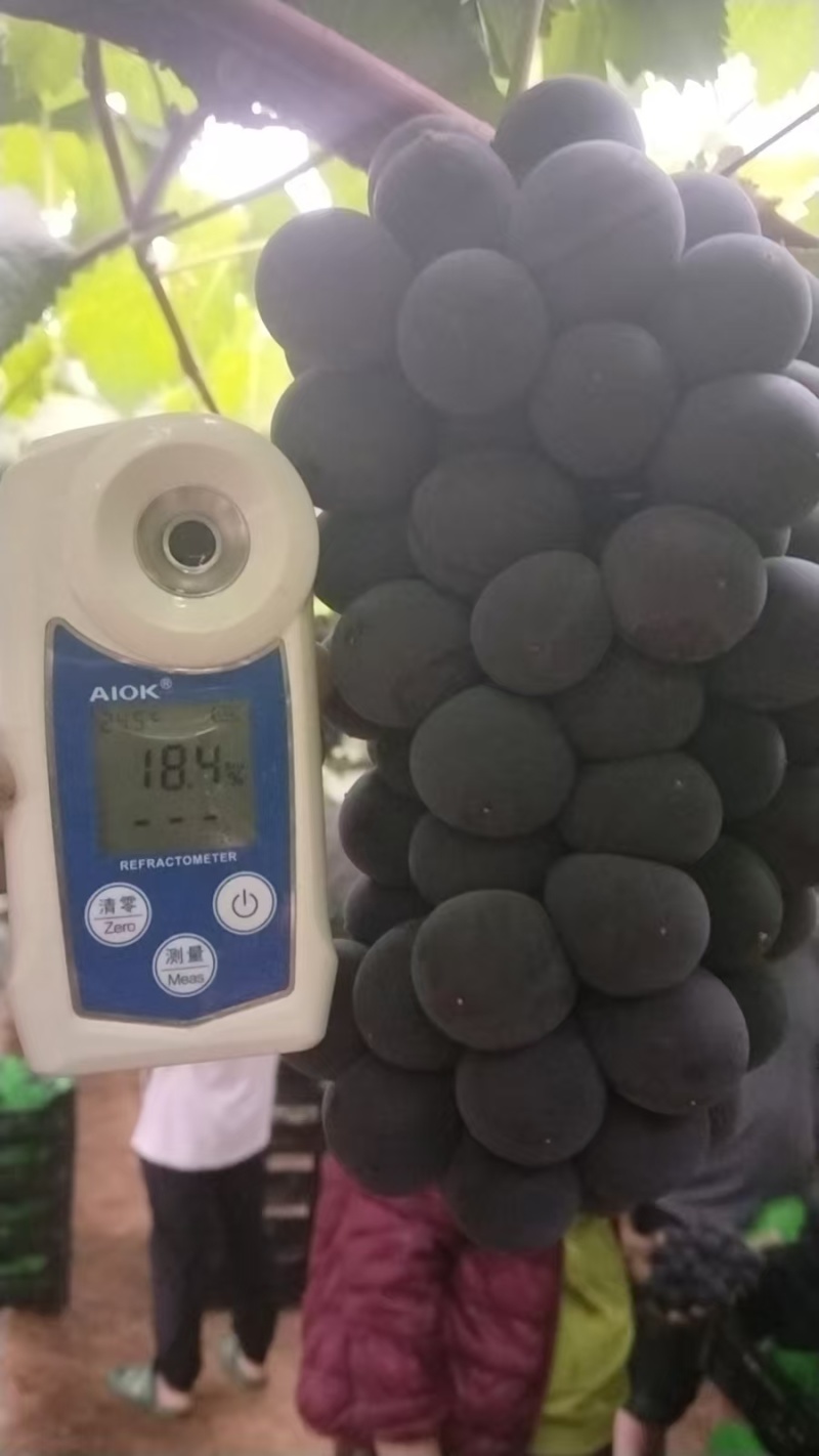 巨峰葡萄大量有货精品直供可视频看货对接各大平台