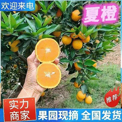 精品夏橙&湖北橙子～产地现摘现发/量大从优/欢迎来电洽谈
