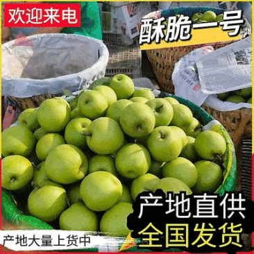 《酥脆一号》湖北梨/产地现摘现发/价格便宜/欢迎来电咨询