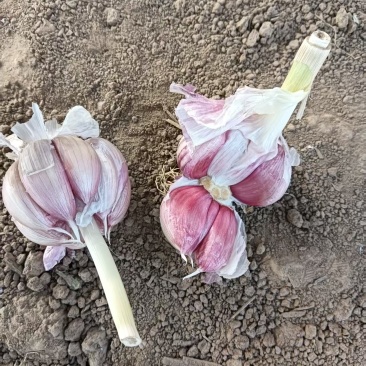 济南大青稞蒜种大量有货产地直供对接各大商超