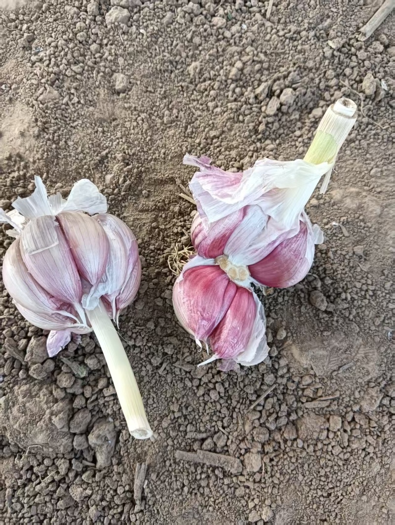 济南大青稞蒜种大量有货产地直供对接各大商超