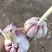 济南大青稞蒜种大量有货产地直供对接各大商超