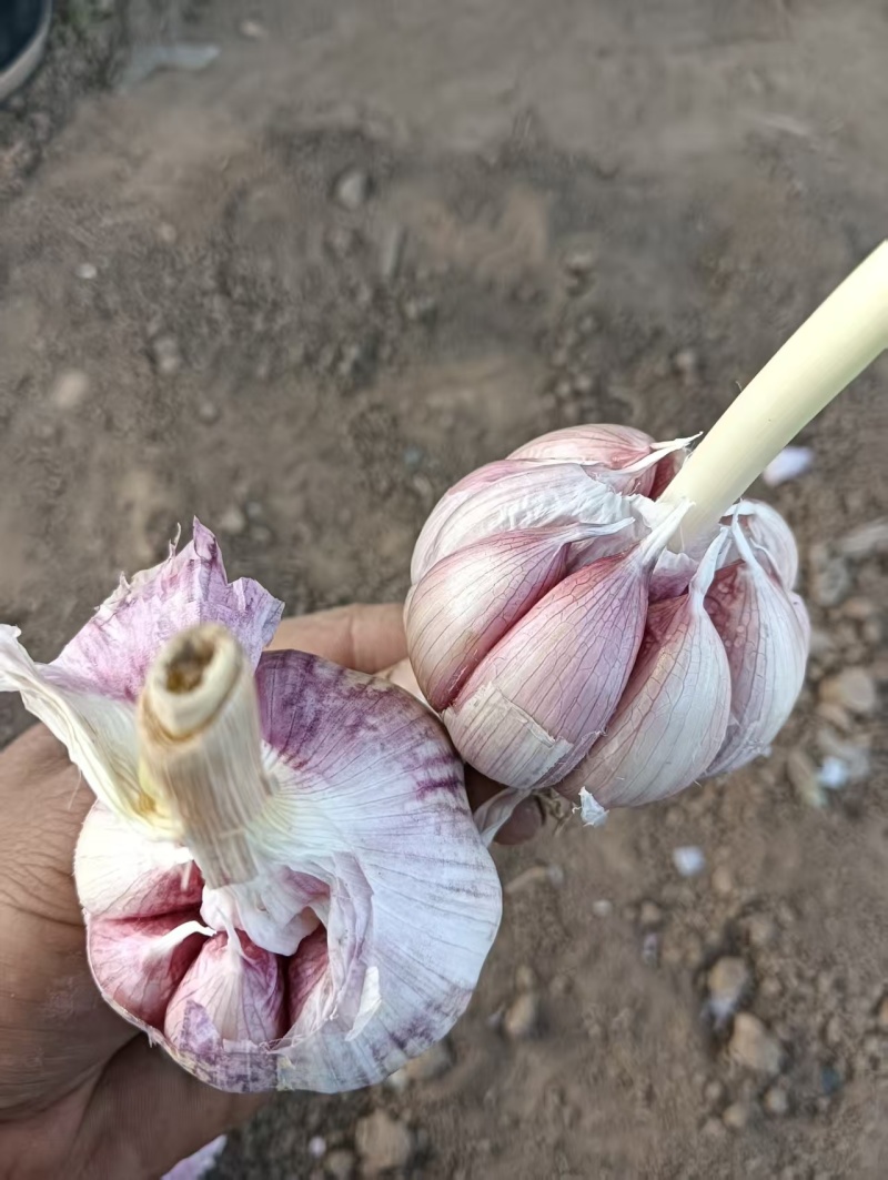 济南大青稞蒜种大量有货产地直供对接各大商超