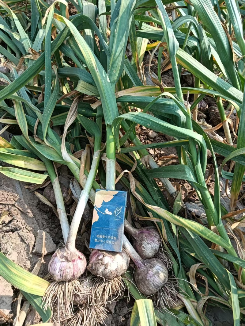 济南大青稞蒜种大量有货产地直供对接各大商超