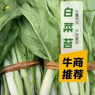 精品菜苔白菜苔对接全国电商社区团购商超市场