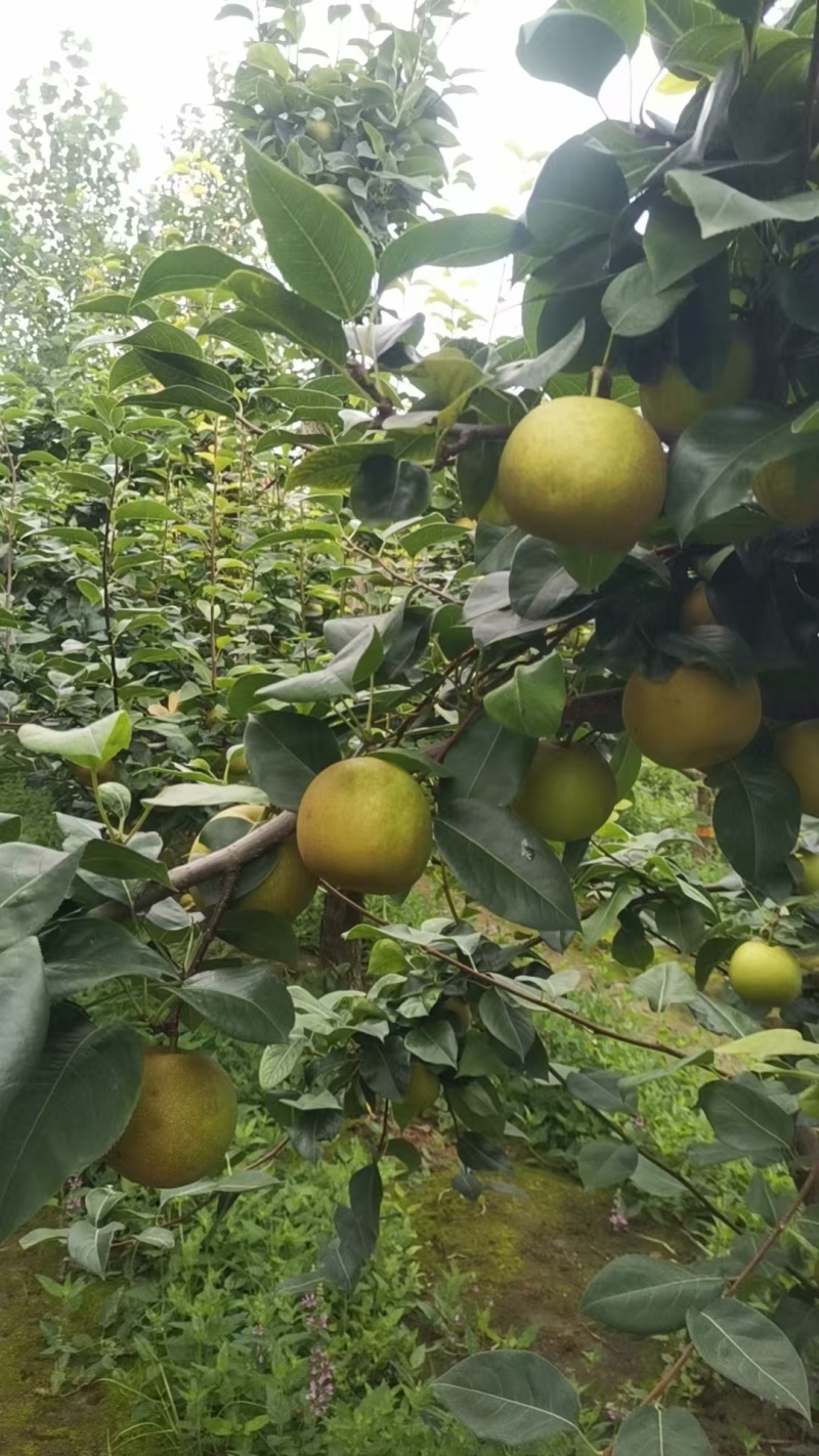 湖北精品翠冠梨新鲜上市了规格齐全可视频看货欢迎实地考察