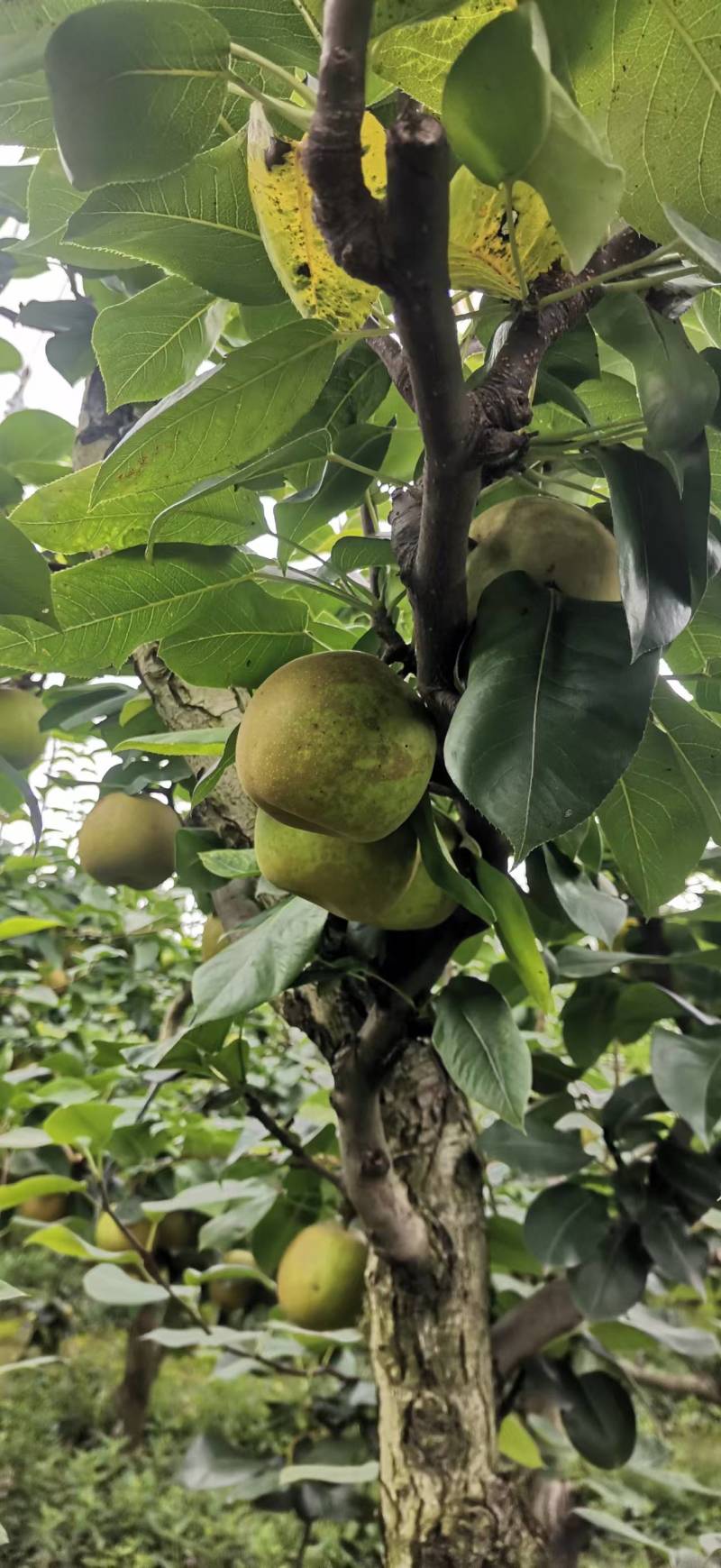 湖北精品翠冠梨新鲜上市了规格齐全可视频看货欢迎实地考察