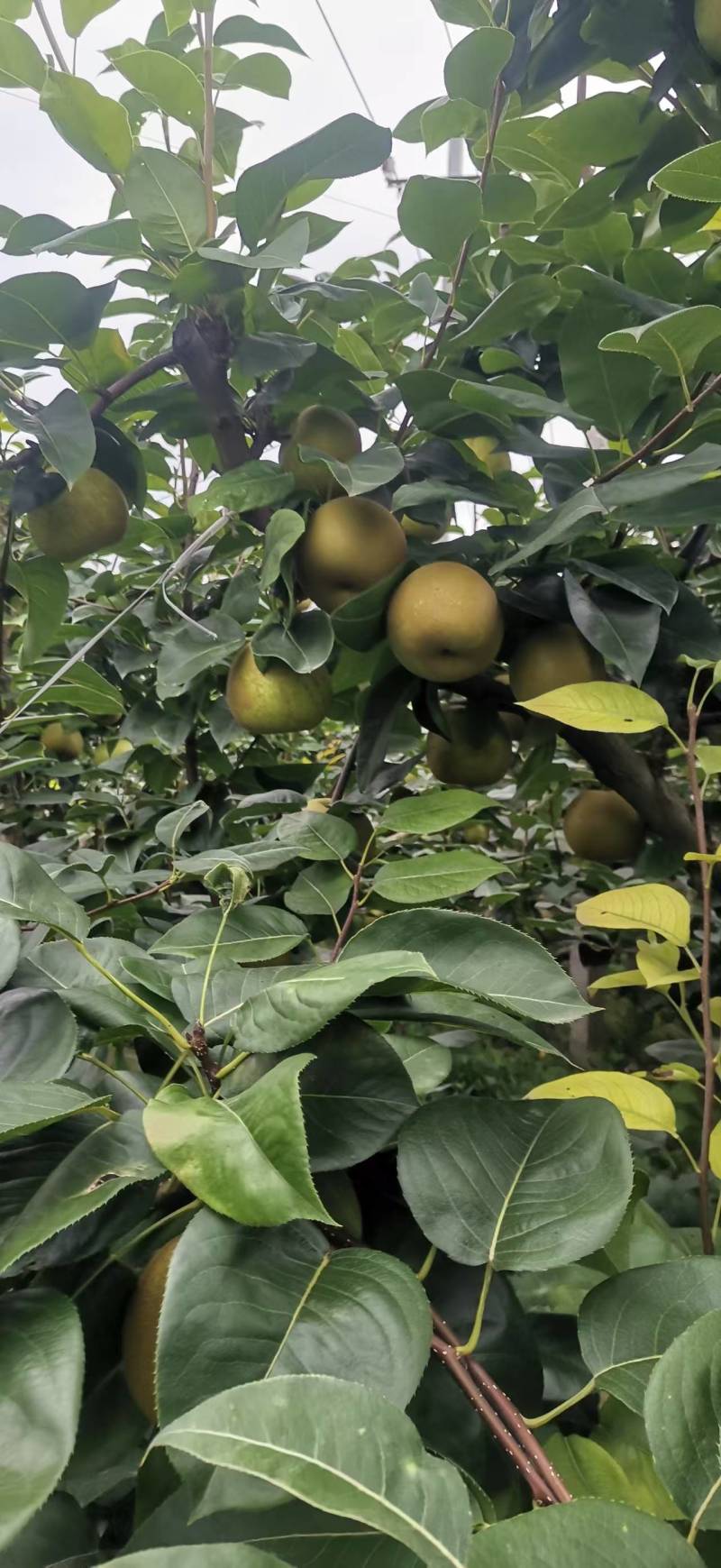 湖北精品翠冠梨新鲜上市了规格齐全可视频看货欢迎实地考察