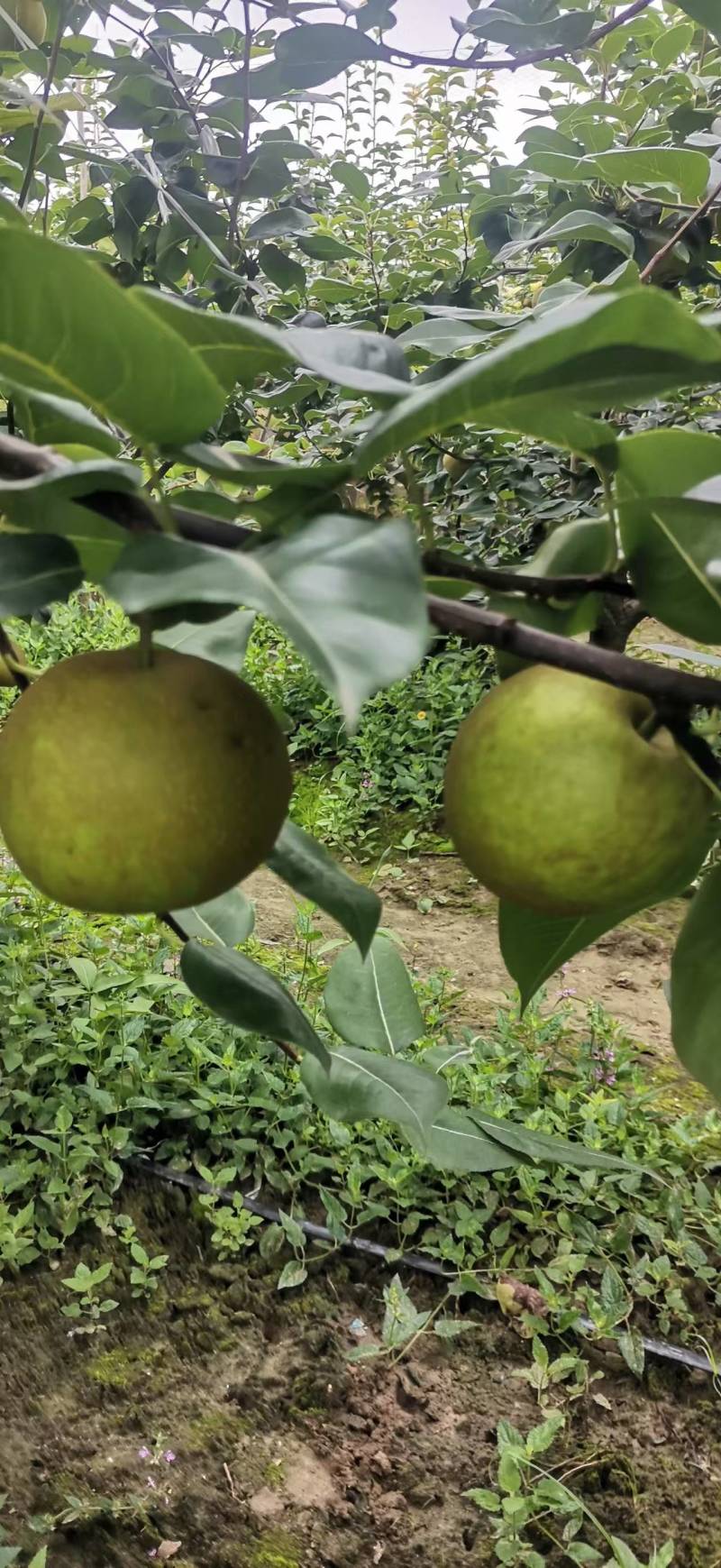 湖北精品翠冠梨新鲜上市了规格齐全可视频看货欢迎实地考察