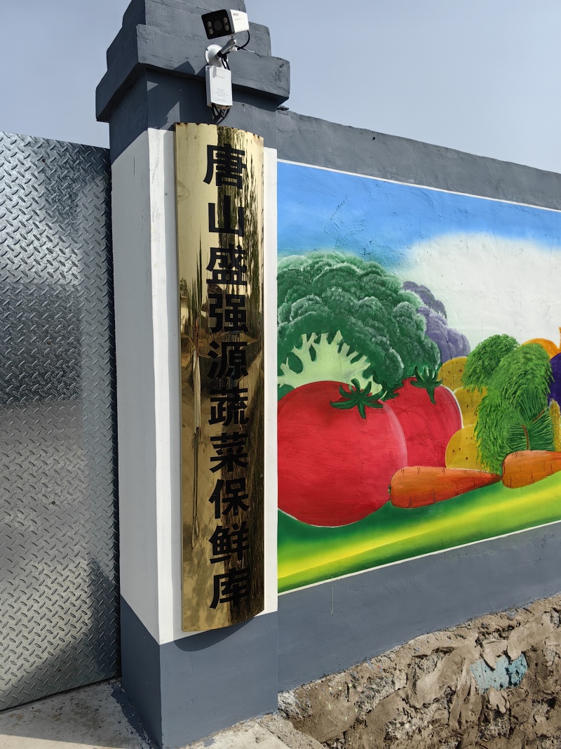 【热卖】铁杆青香菜基地直销量大质优价格优惠欢迎咨询