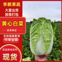 《宁夏白菜》黄心白菜/品种很多/按需装货/全国整车批发