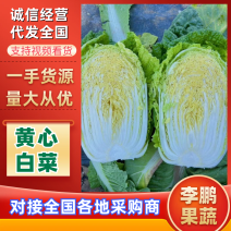 牛商推荐《宁夏白菜》黄心白菜/按需装货/全国整车批发