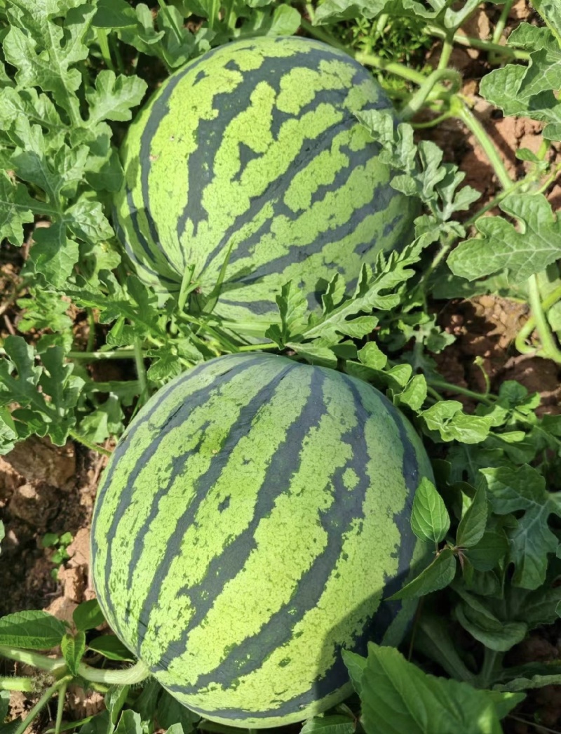 【实力】麒麟美都西瓜湖北产区直发保质保量供货