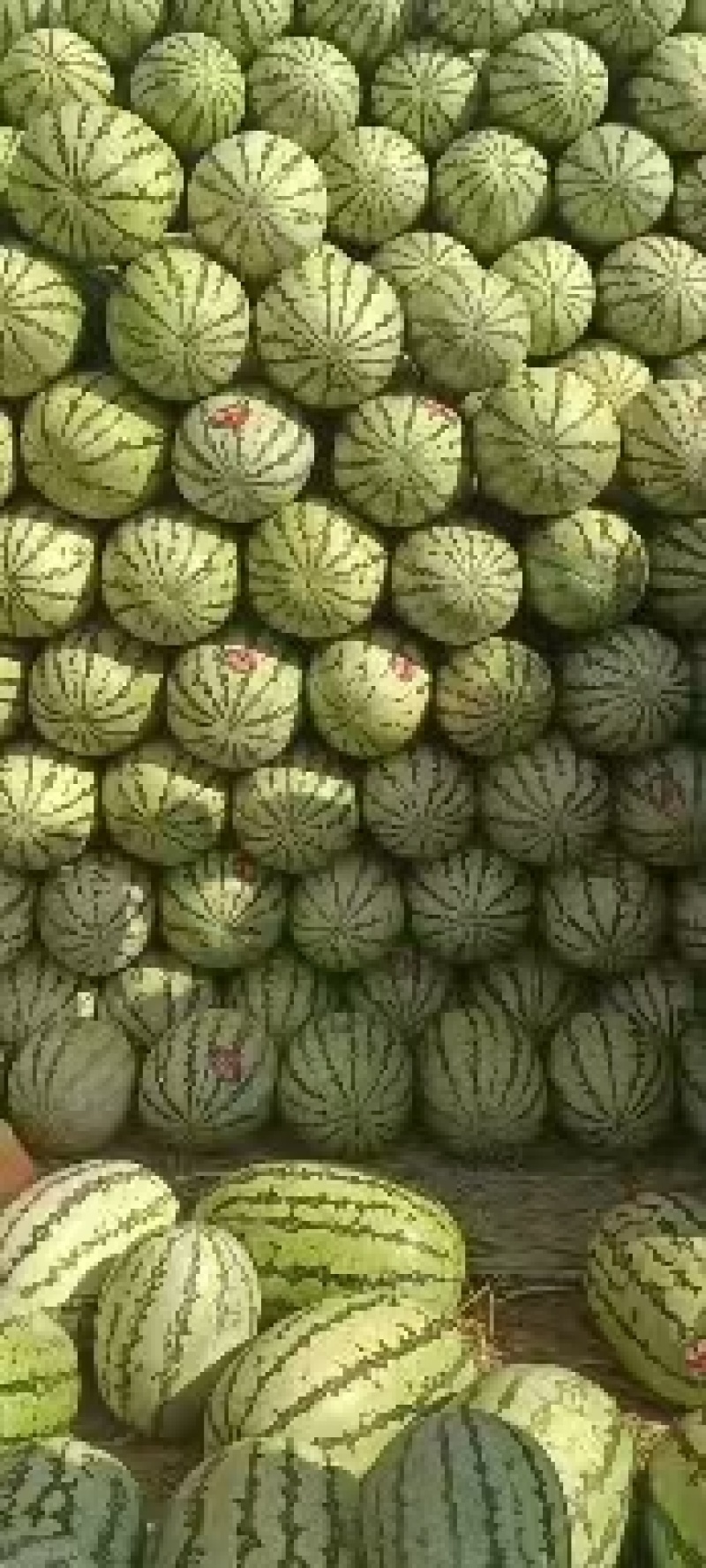 宁夏硒砂瓜大西瓜宁夏西瓜石头瓜口感好价格实惠欢迎电联