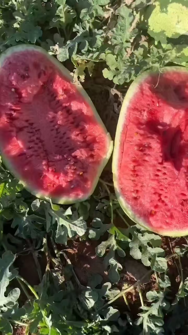 宁夏硒砂瓜大西瓜宁夏西瓜石头瓜口感好价格实惠欢迎电联