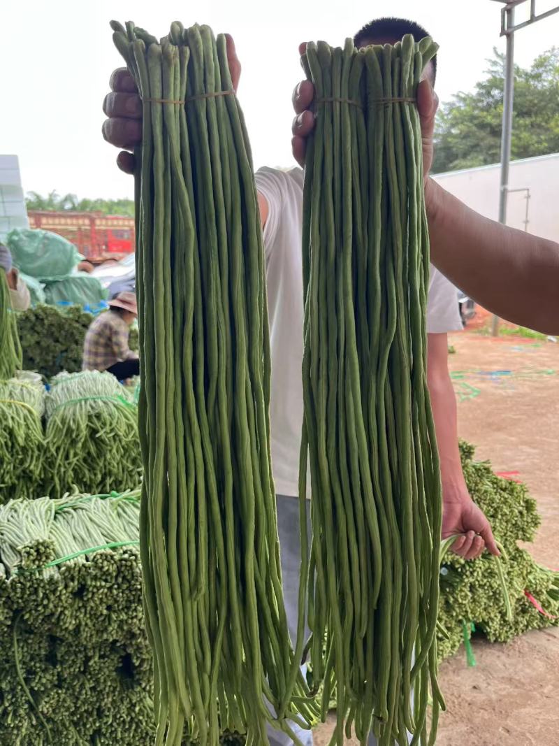 河南中牟长条豆角产地货源充足量大价优欢迎随时联系
