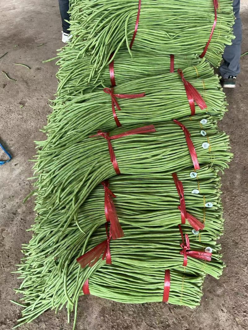 河南中牟长条豆角产地货源充足量大价优欢迎随时联系