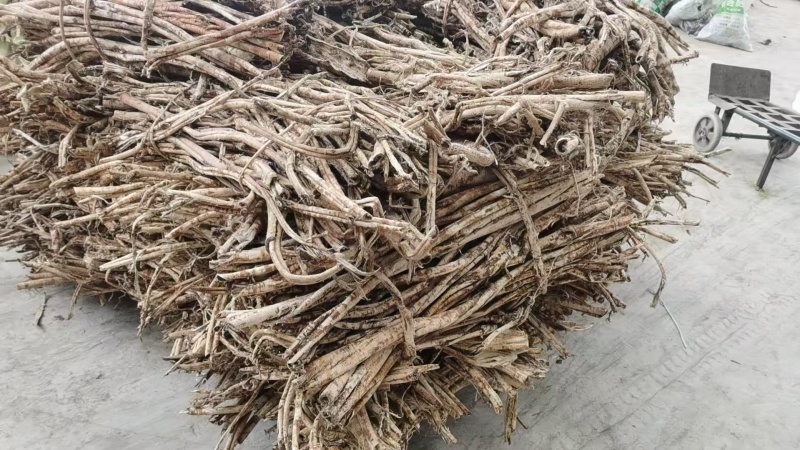 【源头工厂直供】桑白皮规格多样量大价优质量保障