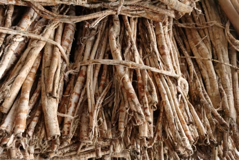 【源头工厂直供】桑白皮规格多样量大价优质量保障