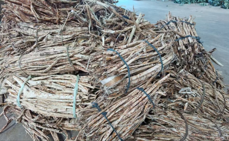 【源头工厂直供】桑白皮规格多样量大价优质量保障
