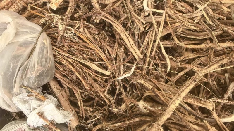 【源头工厂直供】桑白皮规格多样量大价优质量保障