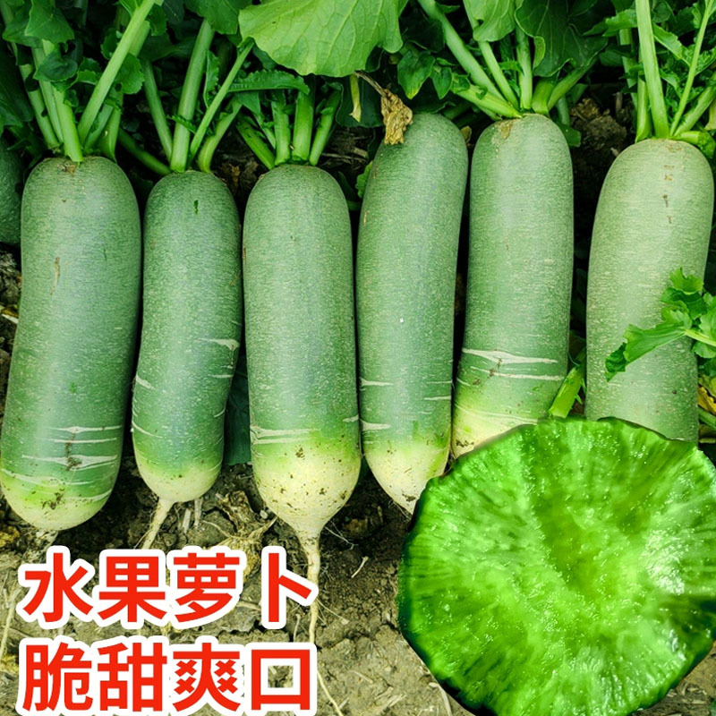 沙窝萝卜种子脆甜多汁水果萝卜100g肉色翠绿基地品种