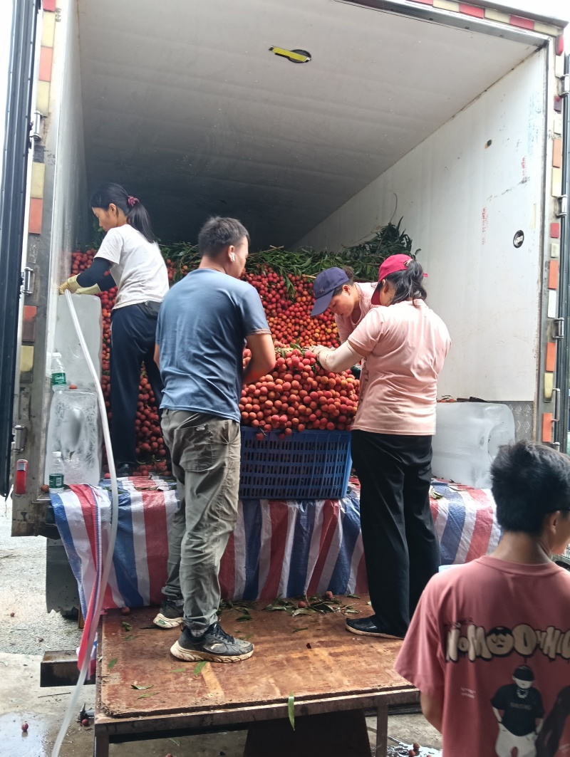 玉荷包荔枝广东荔枝皮薄多汁基地直供代发全国市场