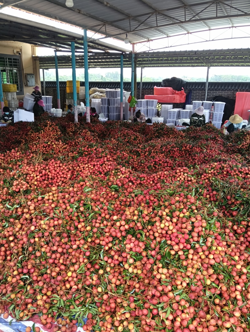 【实力供货】精品玉荷包荔枝阳西荔枝基地直发量大从优