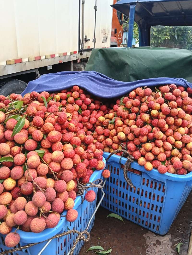 广东荔枝玉荷包荔枝汁水多甜度高基地直发欢迎咨询