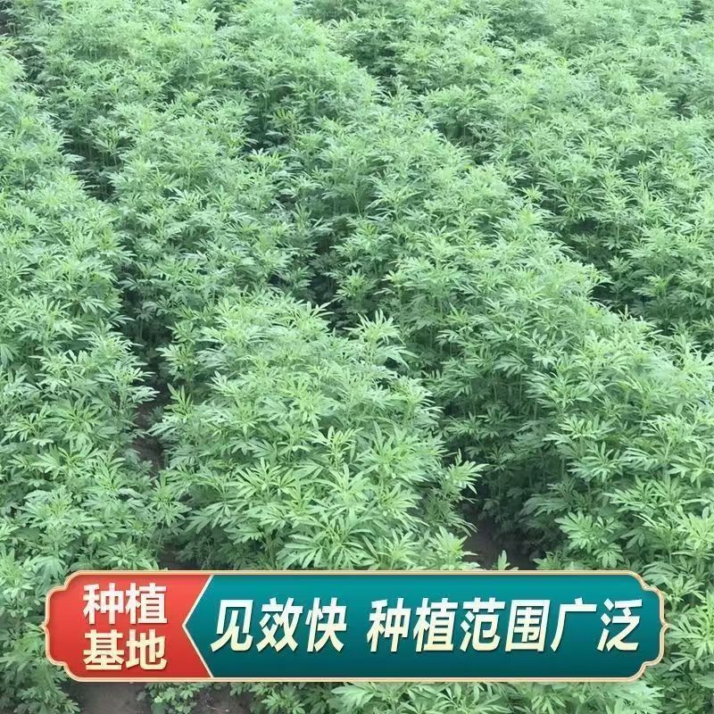 荆芥籽大量现货供应中现在正是种植季，欢迎来电质询