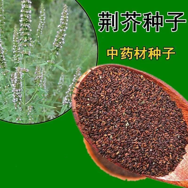 荆芥籽大量现货供应中现在正是种植季，欢迎来电质询