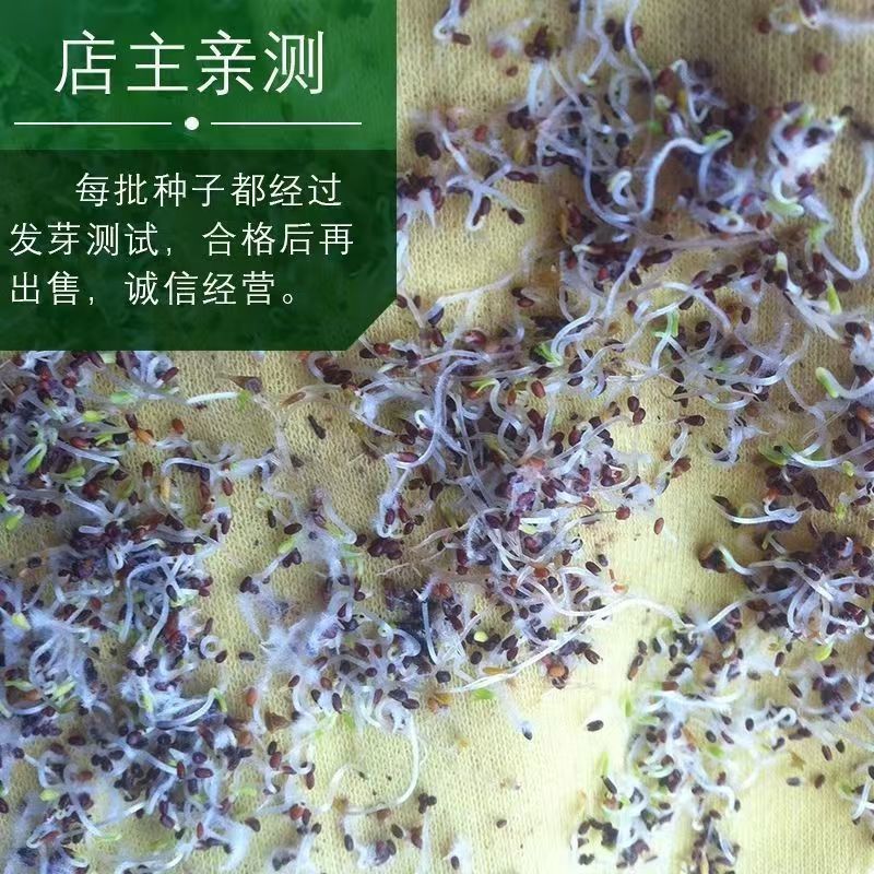 荆芥籽大量现货供应中现在正是种植季，欢迎来电质询