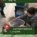 荆芥籽大量现货供应中现在正是种植季，欢迎来电质询