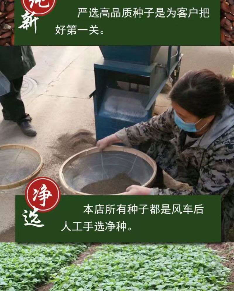 荆芥籽大量现货供应中现在正是种植季，欢迎来电质询