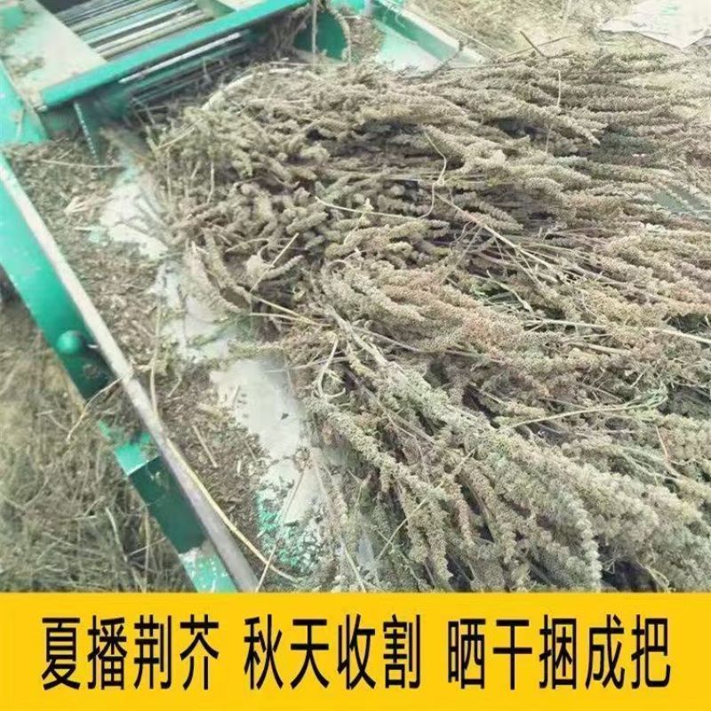 荆芥籽大量现货供应中现在正是种植季，欢迎来电质询