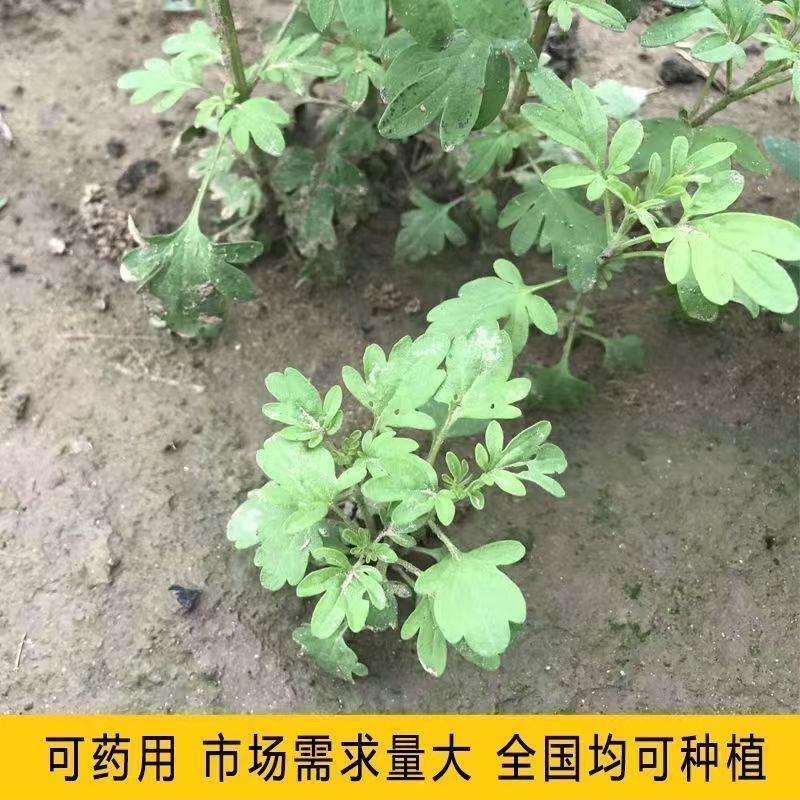 荆芥籽大量现货供应中现在正是种植季，欢迎来电质询