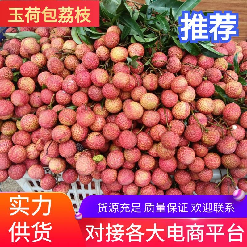 阳江荔枝玉荷包荔枝万亩果园现摘现发对接市场电商