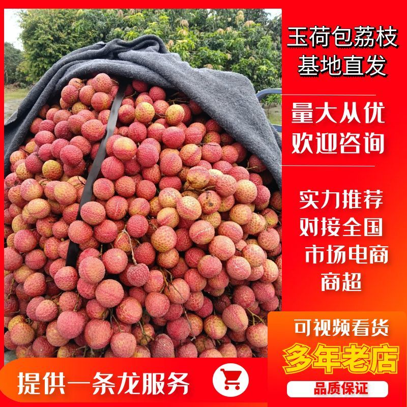 广东荔枝玉荷包荔枝汁水多甜度高基地直发欢迎咨询