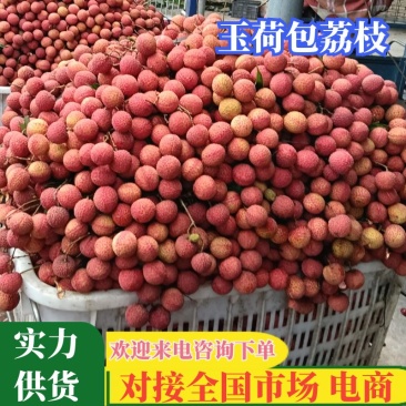 【实力供货】精品玉荷包荔枝阳西荔枝基地直发量大从优