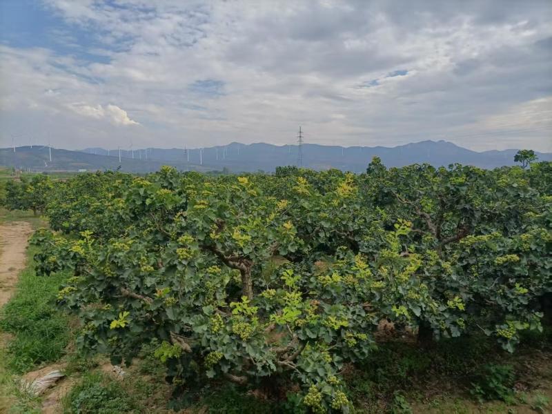 七月红甜红子山楂量大从优诚信经营致电联系